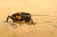 Cvrcek polni - Gryllus campestris - Field Cricket 9419